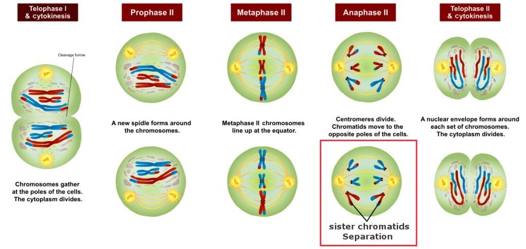 Meiosis: Definition, Stages And Importance