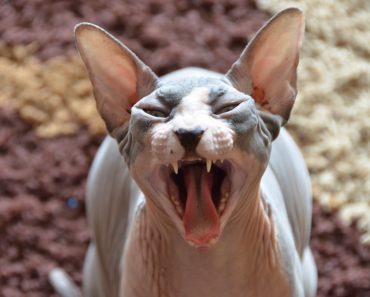 Sphynx Cat