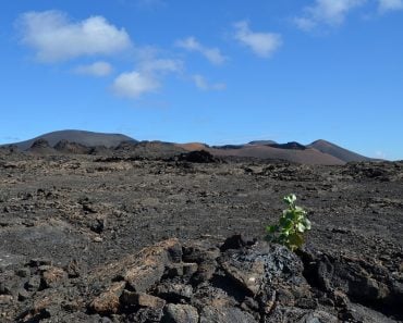 volcanic soil