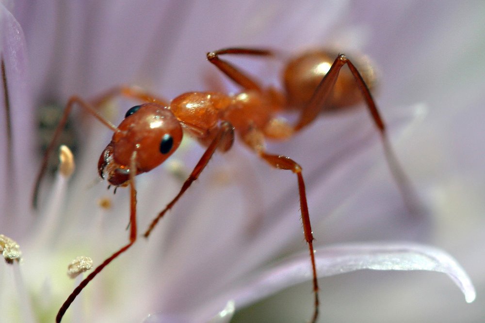 Ant Diet What Do Ants Eat?