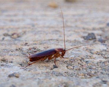 Periplaneta Americana