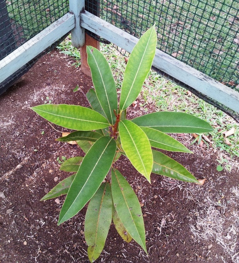 Sideroxylon_grandiflorum _-_ Mauritian_endemic_tree