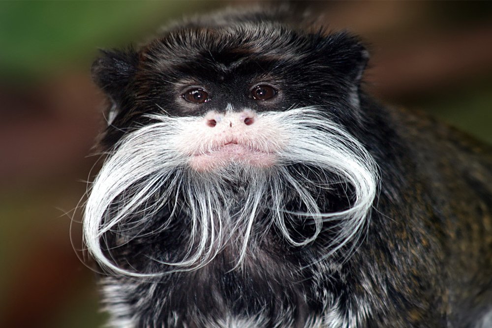 Bearded Animal: Why Do Some Animals Have Beards?