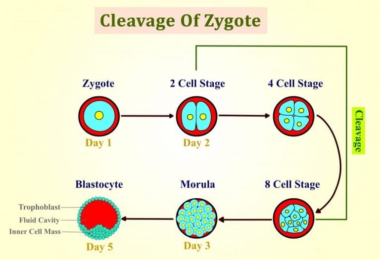 What Is A Zygote? How Is It Different From An Embryo? » ScienceABC