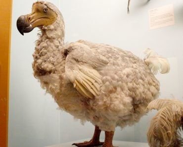 dodo