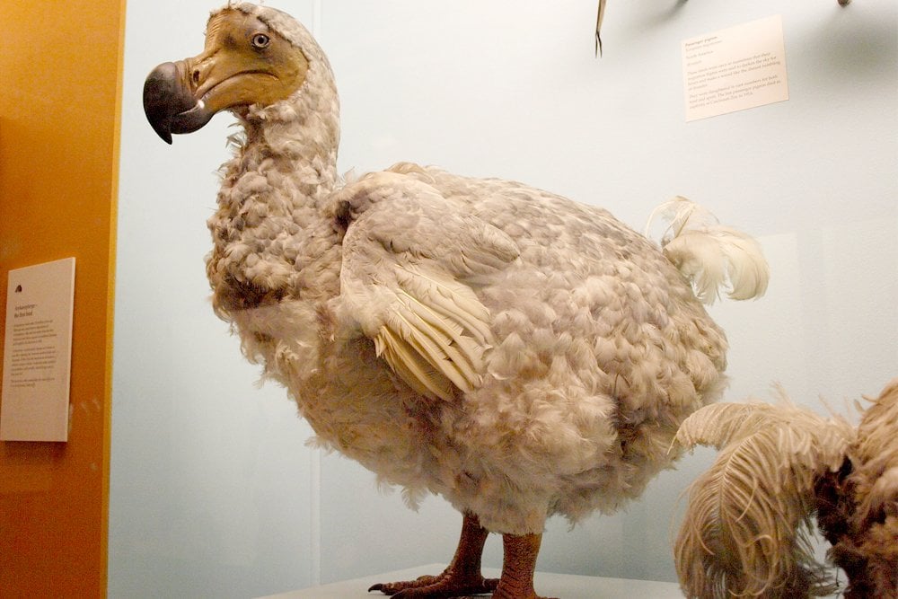 Why The Dodo Went Extinct