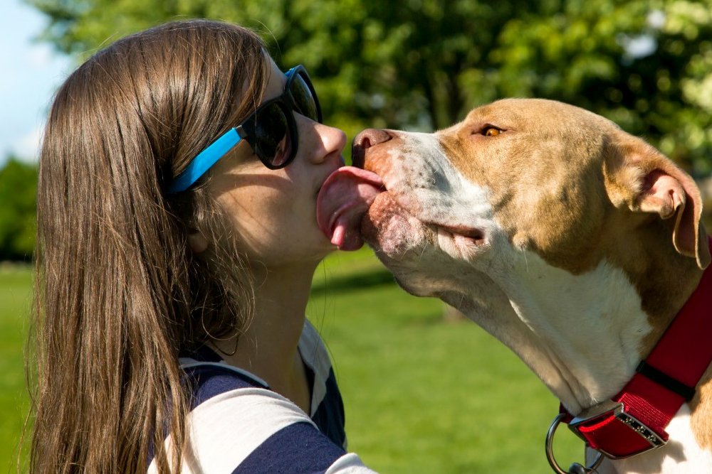 Why Do Dogs Lick People? » Science ABC