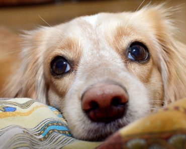 dog nose