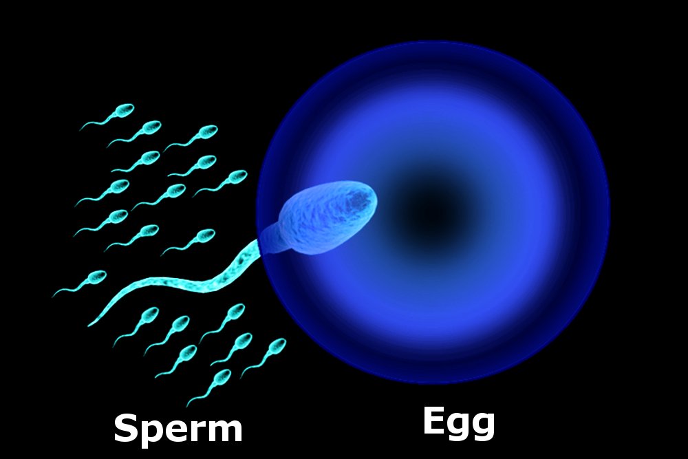What Is A Zygote? How Is It Different From An Embryo? » ScienceABC