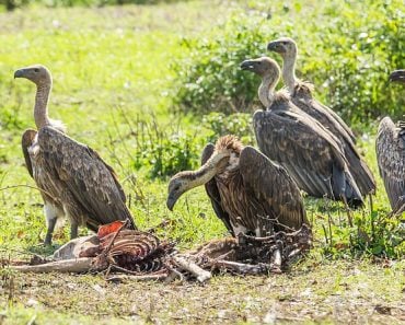 The Scavengers