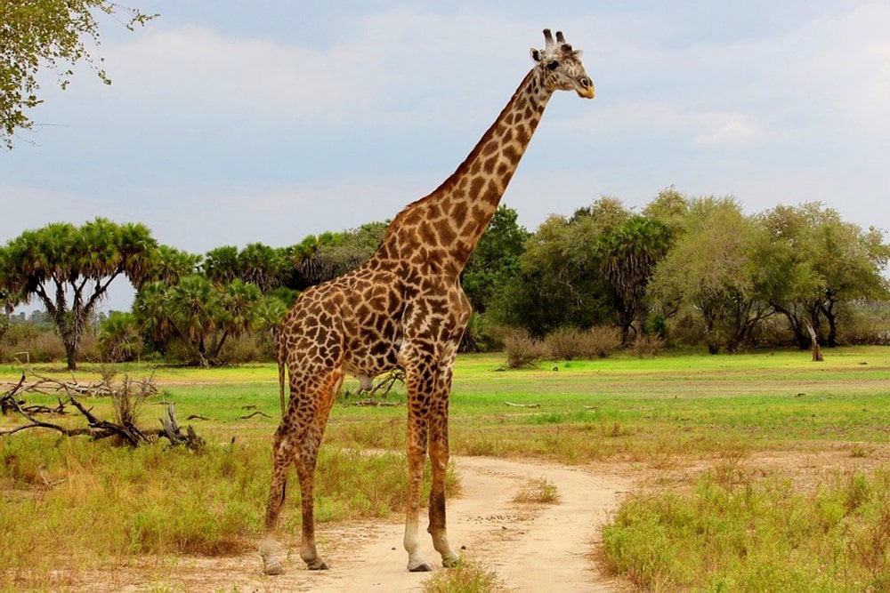 Giraffe Neck: Why Do Giraffes Have Long Necks?