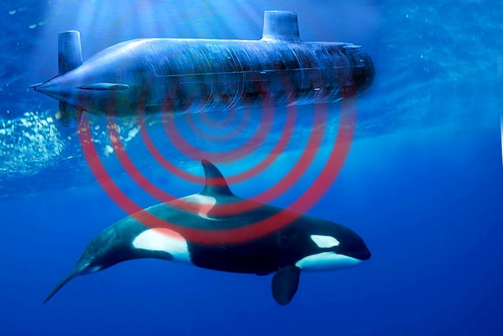 Military Sonar And Its Effect On Whales » Science ABC