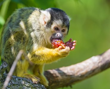 squirrel monkey eating red fruit