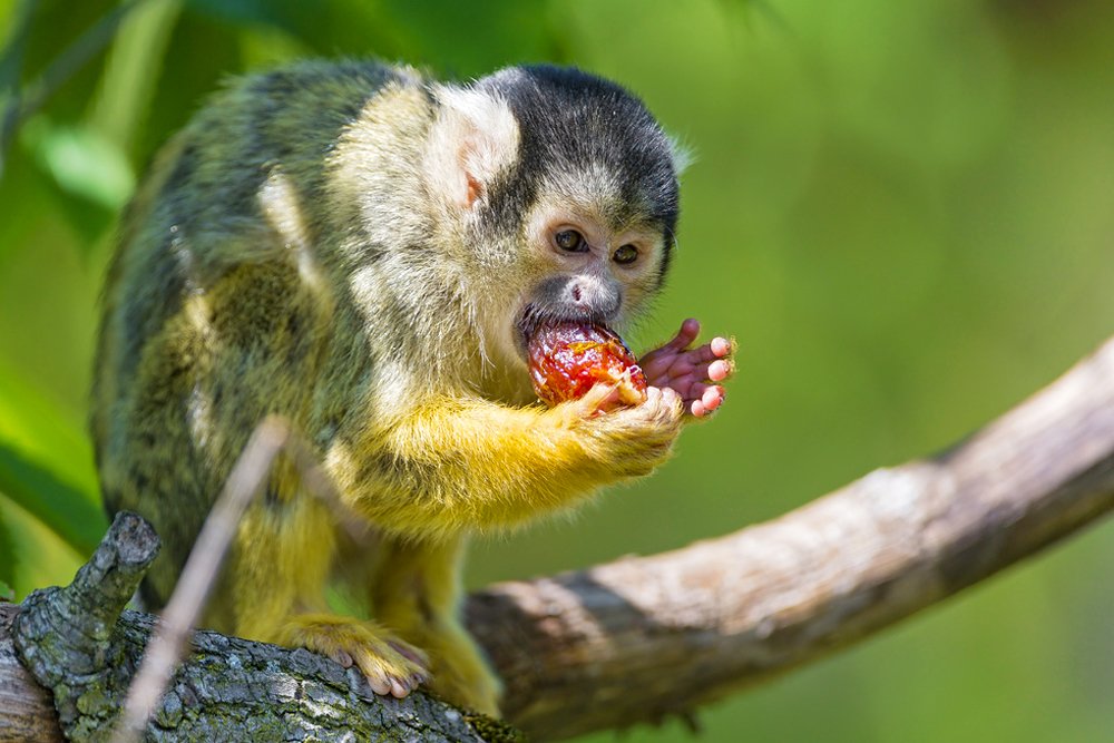 Frugivore: Definition, Examples, and Importance In Ecosystem Frugivore: Definition, Examples, and Importance In Ecosystem