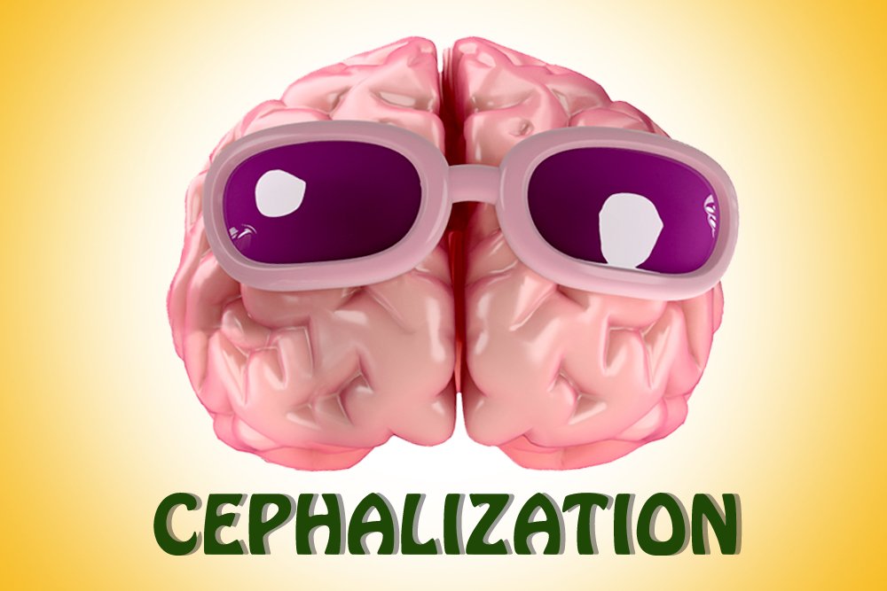 Cephalization Definition, Examples And Significance