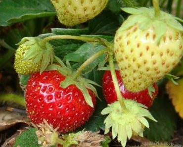 Ripening of fruit