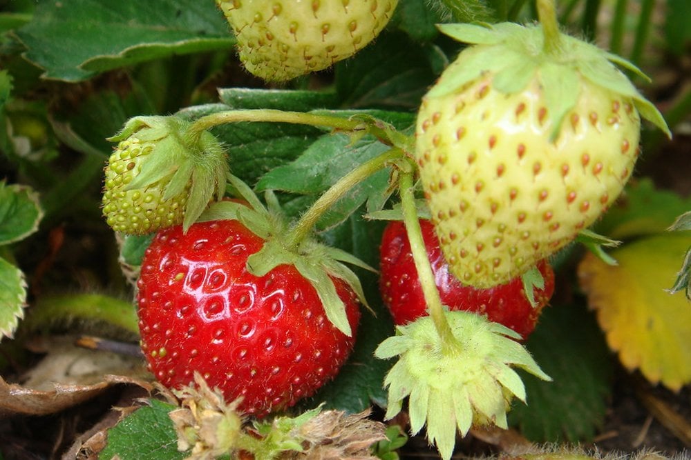 Ripe fruit discount