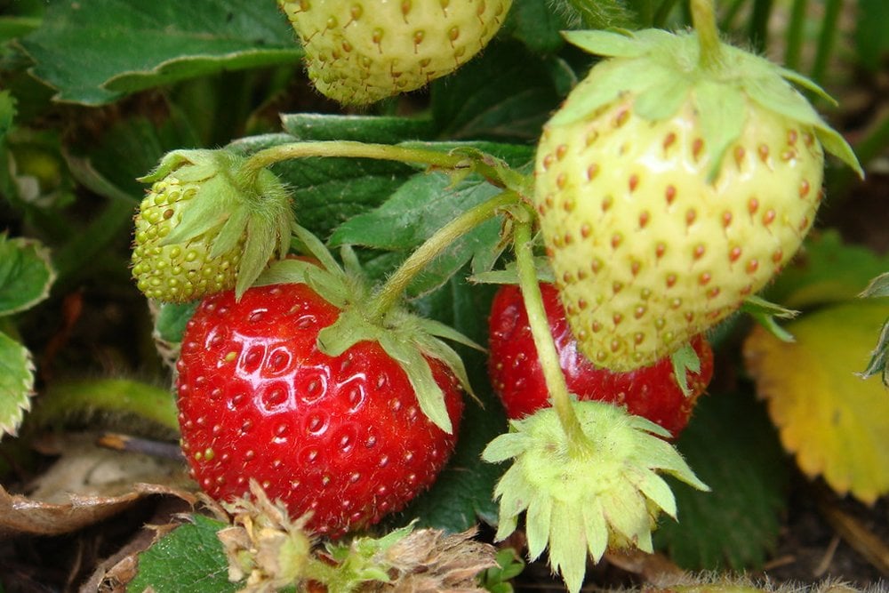 Ripening of fruit