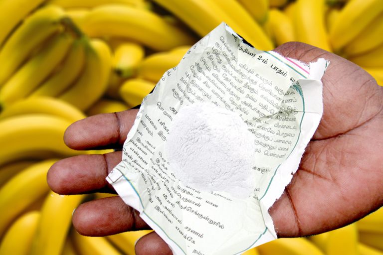 Fruit Ripening How Do Fruits Ripen