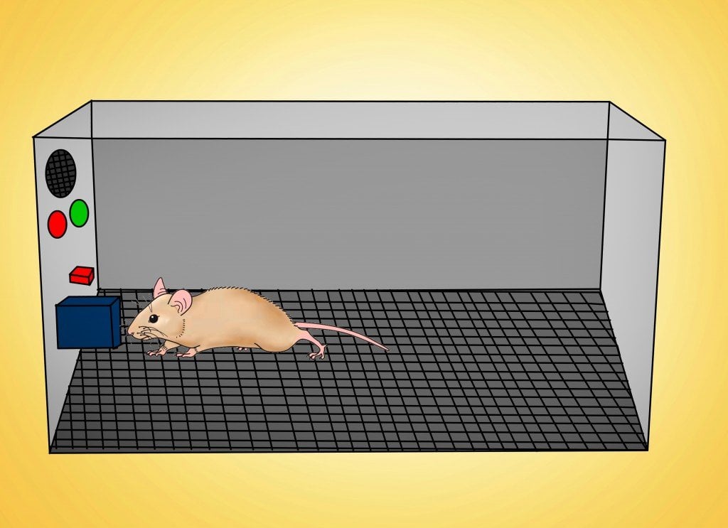 rat