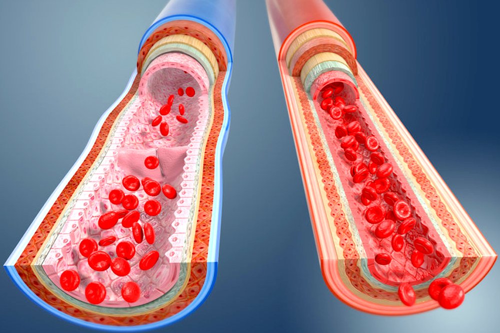 What Are Arteries, Veins And Capillaries? » Science ABC