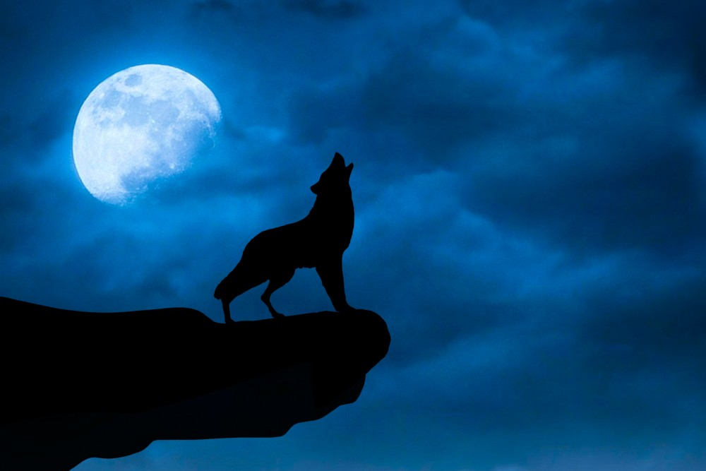 Do Wolves Really Howl At The Moon
