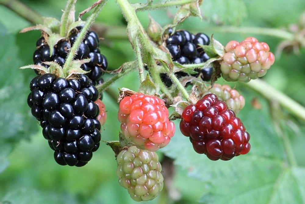 fruit riping