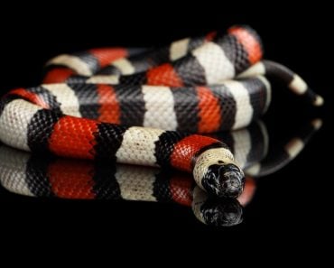 Campbell's milk snake, Lampropeltis triangulum campbelli isolated on black background with reflection - Image(Seregraff)s