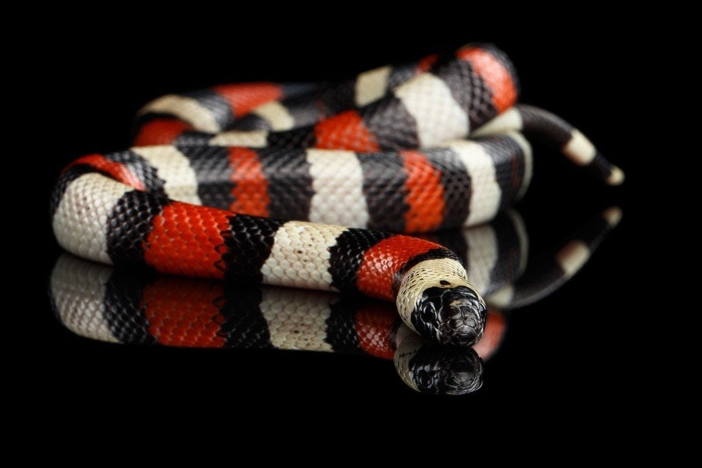 Campbell's milk snake, Lampropeltis triangulum campbelli isolated on black background with reflection - Image(Seregraff)s