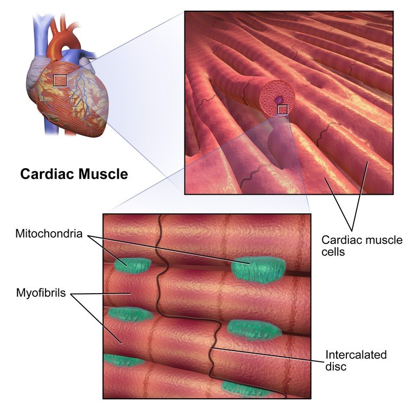 Human Body Muscles Functions, Classification And Significance