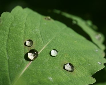 Rain drops on green leave in the sunshine, demonstrating the surface tension of water - Image( Gudrun Speck)S