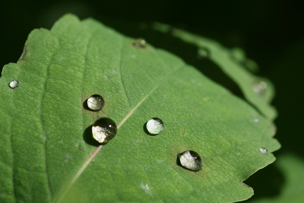 Rain drops on green leave in the sunshine, demonstrating the surface tension of water - Image( Gudrun Speck)S