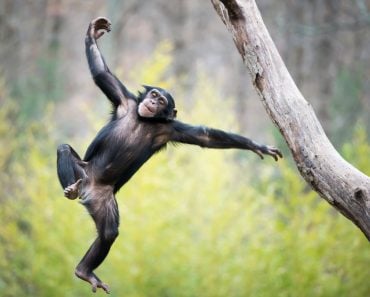 Young Chimpanzee Swinging and Jumping from a Tree - Image( Abeselom Zerit)s
