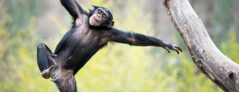 Young Chimpanzee Swinging and Jumping from a Tree - Image( Abeselom Zerit)s