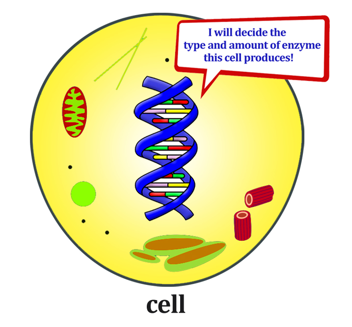 Enzymes Vs Hormones What Are The Differences Between The Two?