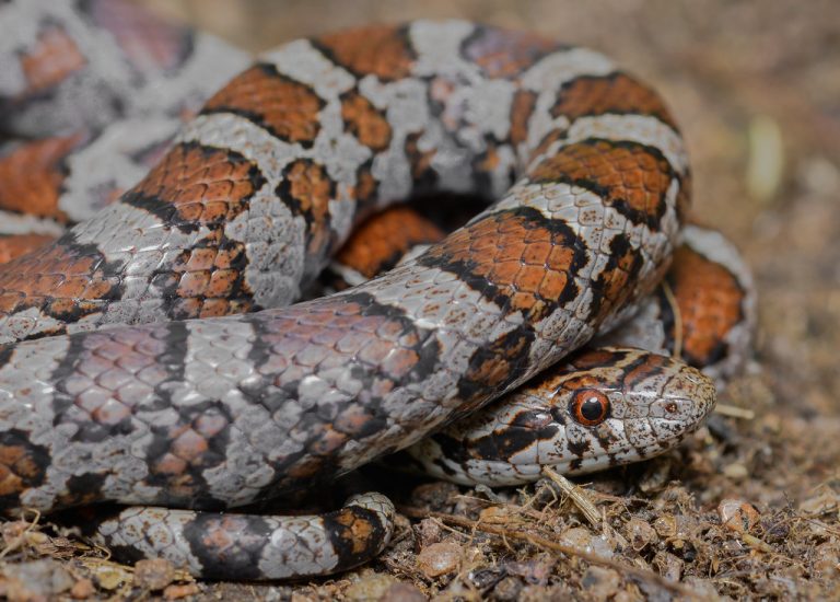 Milk Snake Diet, Habitat, Behavior, Lifespan And Other Facts