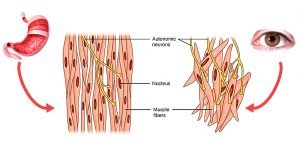 Human Body Muscles: Functions, Classification and Significance