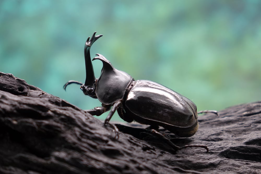 Beetles Insects Bugs Japanese rhinoceros beetle (Allomyrina dichotoma) or Japanese horn beetle (or Kabutomushi, Kabuto is Japanese for Samuai hemlet, and Mushi is Insect) in nature - Image( Mark Brandon)s