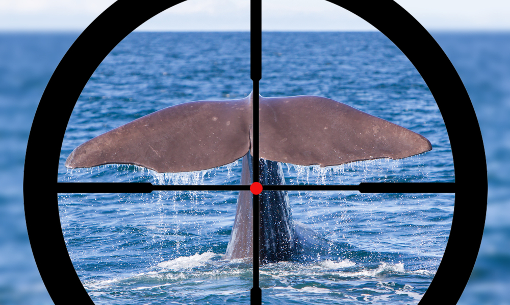 Hunting a Sperm Whale in the Atlantic ocean - Image(MyImages - Micha)S