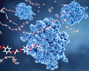 PETase is a bacterial enzyme that breaks down PET-plastic to monomeric molecules(Juan Gaertner)s