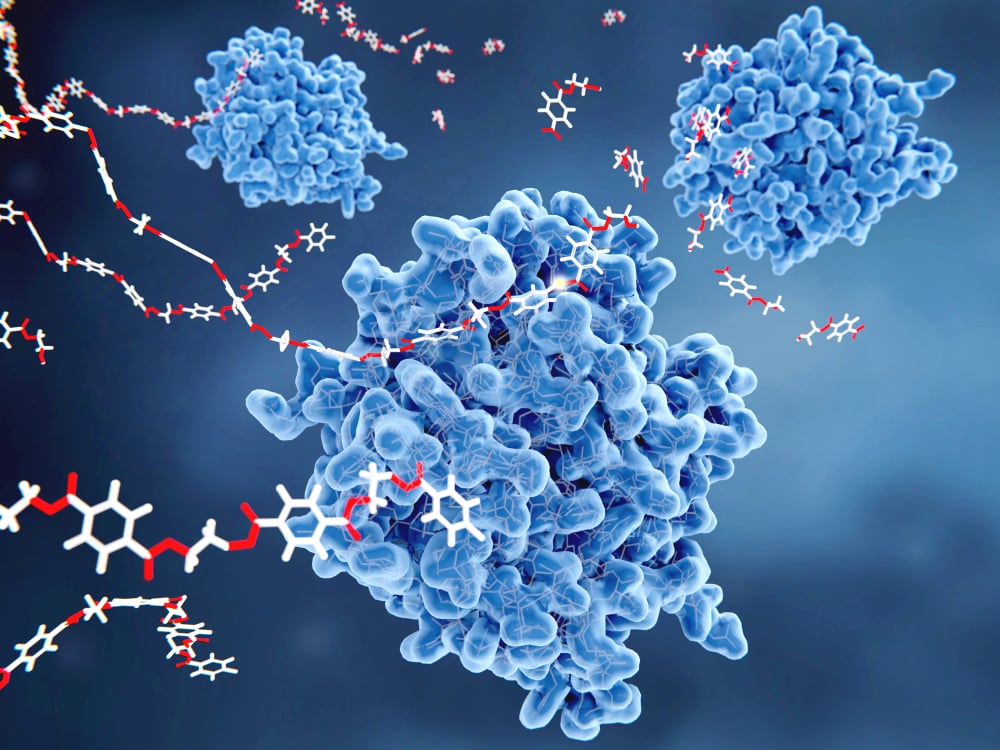 PETase is a bacterial enzyme that breaks down PET-plastic to monomeric molecules(Juan Gaertner)s