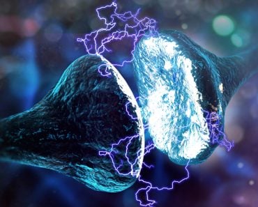 Synapse and Neuron cells sending electrical chemical signals (3D illustration) - Illustration( Andrii Vodolazhskyi)s