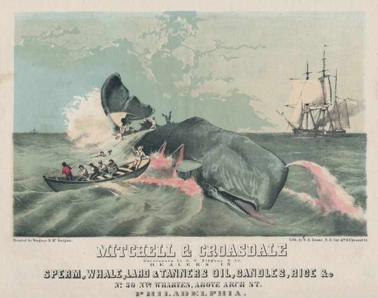 Whaling How Has Whale Hunting Affected World Climate?