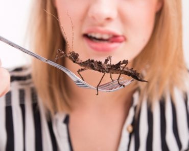 Woman eating big insects with a fork in a restaurant - Image( Michal Ludwiczak)s