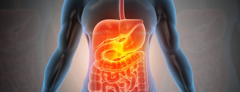 Anatomy of human body with digestive system. 3d illustration - Illustration(Explode)s