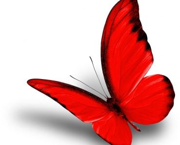 Beautiful flying red butterfly on white background with soft shadow, chocolate albatross butterfly in fancy color profile - Image( Super Prin)S