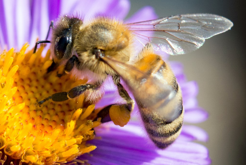 Pszczoła na kwiacie z bliska-obraz (Mr. Background) S 