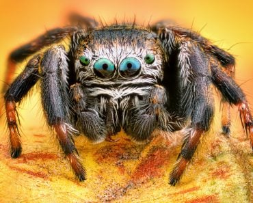 Extreme sharp and detailed portrait of polish jumping spider macro - Image(Sebastian Janicki)s