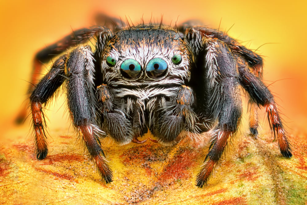 Spider Eyes: How Many Eyes Does a Spider Have?