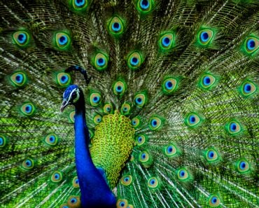 Indian Male Peacock - Image(Kandarp)s